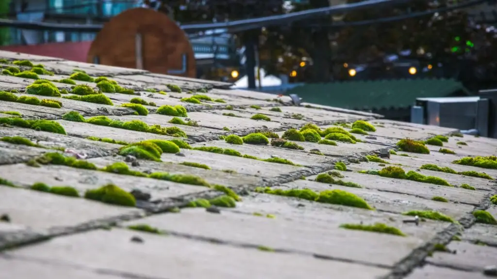 Close-up view of shingles severely lifted and damaged by moss growth on a roof in Bournemouth.